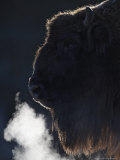 European Bison, Close-up Portrait of Adult Female Showing Backlit Breath (Captive), Scotland Photographic Print by Mark Hamblin