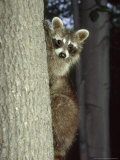 Raccoon, Province of Quebec, Canada Photographie par Philippe Henry