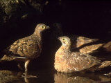 Burchells Sandgrouse, Soaking Breast Feathers, Sa Photographie par Tim Jackson