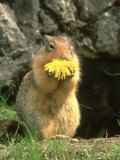 Columbian Ground Squirrel Eating Dandelion Jasper National Park, Canada Stampa fotografica di Adam Jones Columbian Ground Squirrel Eating Dandelion Jasper National Park, Canada Stampa fotografica di Adam Jones