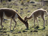 Vicuna, Mother with 3 Week Old Baby, Peruvian Andes Lámina fotográfica por Mark Jones Vicuna, Mother with 3 Week Old Baby, Peruvian Andes Lámina fotográfica por Mark Jones