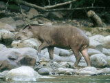 Lowland Tapir, Frequenting Mineral Seep, Yanachaga-Chemellin National Park, Peru Lámina fotográfica por Mark Jones Lowland Tapir, Frequenting Mineral Seep, Yanachaga-Chemellin National Park, Peru Lámina fotográfica por Mark Jones