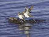 Common Sandpiper, Pair Preparing to Copulate, Scotland Photographie par Mark Hamblin