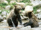 Grizzly Bears, Cubs Playing, Quebec, Canada Photographie par Philippe Henry