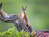 Red Squirrel, Portrait of Adult on Fallen Log in Autumnal Forest, Norway Fotografisk tryk af Mark Hamblin Red Squirrel, Portrait of Adult on Fallen Log in Autumnal Forest, Norway Fotografisk tryk af Mark Hamblin