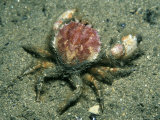 Circular Crab, Islay, Scotland Photographic Print by Paul Kay