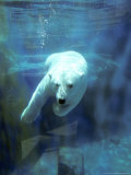 Polar Bear, Swimming Underwater, Quebec, Canada Photographie par Philippe Henry