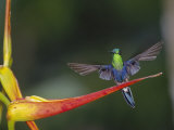 Green-Crowned Woodnymph, Male on Heliconia Flower, Ecuador Photographic Print by Mark Jones
