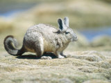 Viscacha, Lagidium Viscacia, Lauca National Park, Chile Lámina fotográfica por Mark Jones Viscacha, Lagidium Viscacia, Lauca National Park, Chile Lámina fotográfica por Mark Jones