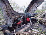 Great Frigate Bird, Frustrated Unpaired Males Fighting with a Mated Male, Galapagos Photographie par Mark Jones