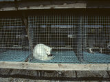 Arctic Fox in a Cage, Northeast Finland Photographie par Philippe Henry
