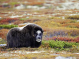 Musk Ox, Adult Female on Tundra in Autumn, Norway Lámina fotográfica por Mark Hamblin