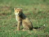 Cheetah, Acinonyx Jubatus Cub Masai Mara Game Reserve, Kenya Lámina fotográfica por Adam Jones Cheetah, Acinonyx Jubatus Cub Masai Mara Game Reserve, Kenya Lámina fotográfica por Adam Jones