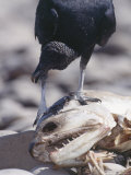 Black Vulture, Scavenging, Tambopata River, Peruvian Amazon Photographic Print by Mark Jones