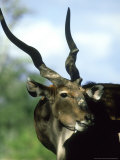 Eland, Male, Zoo Animal Lámina fotográfica por Stan Osolinski Eland, Male, Zoo Animal Lámina fotográfica por Stan Osolinski