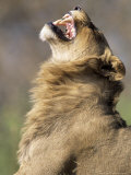 African Lion, Male Showing Flehmen Grimace, Botswana Photographic Print by Richard Packwood
