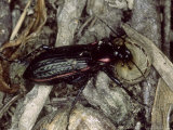 Ground Beetle, Eating Snail, Mallorca, Spain Lámina fotográfica por O'toole Peter Ground Beetle, Eating Snail, Mallorca, Spain Lámina fotográfica por O'toole Peter