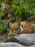 Bengal Tiger, 11 Month Old Cub on Rocks, Madhya Pradesh, India Lámina fotográfica por Elliott Neep Bengal Tiger, 11 Month Old Cub on Rocks, Madhya Pradesh, India Lámina fotográfica por Elliott Neep