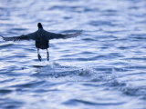 Common Coot, Running Away on Water, St. Albans, UK Photographie par Elliott Neep