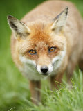 Red Fox, Portrait of Red Fox in Long Green Grass, Sussex, UK Photographic Print by Elliott Neep