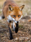 Red Fox, Fox Walking Head-On Through Pine Needles and Leaf Litter, Lancashire, UK Photographic Print by Elliot Neep