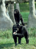 Chimpanzee, Baby Stands on Mothers Back, Zoo Animal Photographic Print by Stan Osolinski