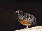 Chestnut-Bellied Hill Partridge, Zoo Animal Photographie par Stan Osolinski
