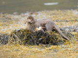European Otter, Female Eating a Crab on a Seaweed Covered Rock, Scotland Lámina fotográfica por Elliott Neep European Otter, Female Eating a Crab on a Seaweed Covered Rock, Scotland Lámina fotográfica por Elliott Neep