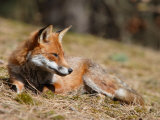 Red Fox, Young Male Fox Sun-Bathing, Lancashire, UK Photographic Print by Elliot Neep