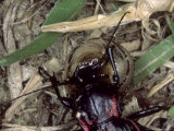 Ground Beetle, Eating Snail, Mallorca, Spain Lámina fotográfica por O'toole Peter Ground Beetle, Eating Snail, Mallorca, Spain Lámina fotográfica por O'toole Peter