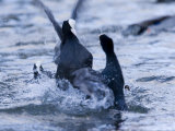 Common Coot, Pair of Coots Fighting in Water, St. Albans, UK Lámina fotográfica por Elliott Neep Common Coot, Pair of Coots Fighting in Water, St. Albans, UK Lámina fotográfica por Elliott Neep