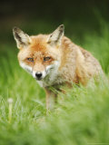 Red Fox Sitting in Long Green Grass, Sussex, UK Lámina fotográfica por Elliott Neep