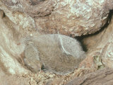 Grey Squirrel, Asleep in Tree Hollow Lámina fotográfica por Oxford Scientific Grey Squirrel, Asleep in Tree Hollow Lámina fotográfica por Oxford Scientific
