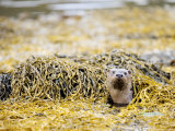 European Otter, Female Appearing Amongst Seaweed, Scotland Lámina fotográfica por Elliott Neep European Otter, Female Appearing Amongst Seaweed, Scotland Lámina fotográfica por Elliott Neep