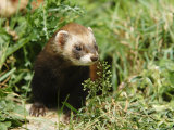 European Polecat in Low Vegetation, Sussex, UK Photographic Print by Elliott Neep
