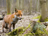 Red Fox, Alert Fox Standing Next to Fallen Tree, Lancashire, UK Lámina fotográfica por Elliott Neep