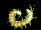Cat Flea, Larva Feeding on Blood Lámina fotográfica por Alastair Macewen