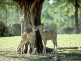 Greater Kudu, Juveniles, Zoo Animal Lámina fotográfica por Stan Osolinski Greater Kudu, Juveniles, Zoo Animal Lámina fotográfica por Stan Osolinski