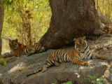 Bengal Tiger, 11 Month Old Cubs, Madhya Pradesh, India Lámina fotográfica por Elliott Neep