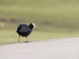 Common Coot, Standing on Path and Grass Verge, St. Albans, UK Lámina fotográfica por Elliott Neep Common Coot, Standing on Path and Grass Verge, St. Albans, UK Lámina fotográfica por Elliott Neep