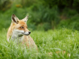 Red Fox Sitting in Long Green Grass, Sussex, UK Photographic Print by Elliott Neep