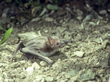 Great Vampire Bat, Venezuela Photographie par Oxford Scientific