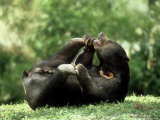 Malayan Sun Bear, Playing, Zoo Animal Photographic Print by Stan Osolinski
