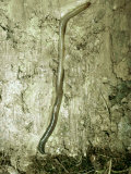 Earthworm in Burrow Underground Lámina fotográfica por Oxford Scientific Earthworm in Burrow Underground Lámina fotográfica por Oxford Scientific