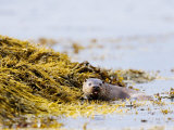 European Otter, Female Foraging Through Seaweed, Scotland Photographic Print by Elliot Neep