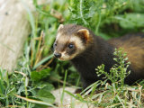 European Polecat in Low Vegetation, Sussex, UK Lámina fotográfica por Elliott Neep