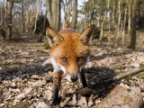 Red Fox, Close up Wide Angle View of Young Male Fox, Lancashire, UK Photographic Print by Elliot Neep