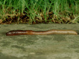 Earthworm, Lumbricus Terrestris Lámina fotográfica por London Scientific Films Earthworm, Lumbricus Terrestris Lámina fotográfica por London Scientific Films