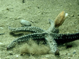 Scallop, and Starfish, UK Lámina fotográfica por Oxford Scientific Scallop, and Starfish, UK Lámina fotográfica por Oxford Scientific