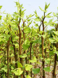 Japanese Knotweed Growing in Worcestershire, UK Photographie par Martin Page